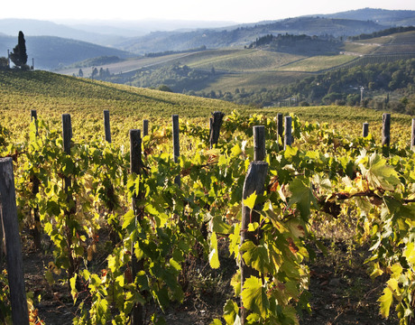 Chianti, Florence.