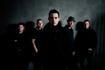 Street Dogs