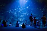 Nightlife-at-the-california-academy-of-sciences_s165x110