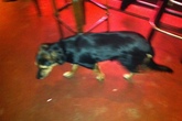 Stray-bar_s165x110