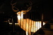 Albannach - Club | Lounge | Restaurant | Whiskey Bar in London.