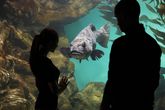 NightLife at the California Academy of Sciences - Culture | Drinking Activity | Event Space | Museum in San Francisco.