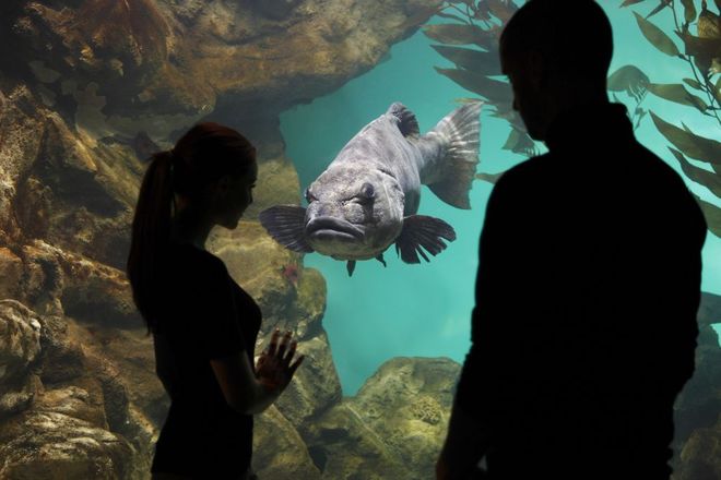 Photo of NightLife at the California Academy of Sciences