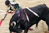 Bullfights_s165x110