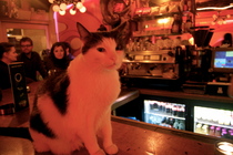 De Dampkring - Coffeeshop in Amsterdam.