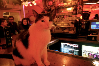 De Dampkring - Coffeeshop in Amsterdam.