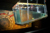 Le-poisson-rouge_s165x110
