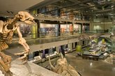 First-fridays-natural-history-museum-concert_s165x110