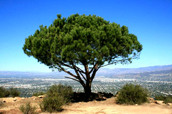 The Miracle Tree of Cahuenga Peak