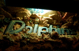 The-dolphins_s159
