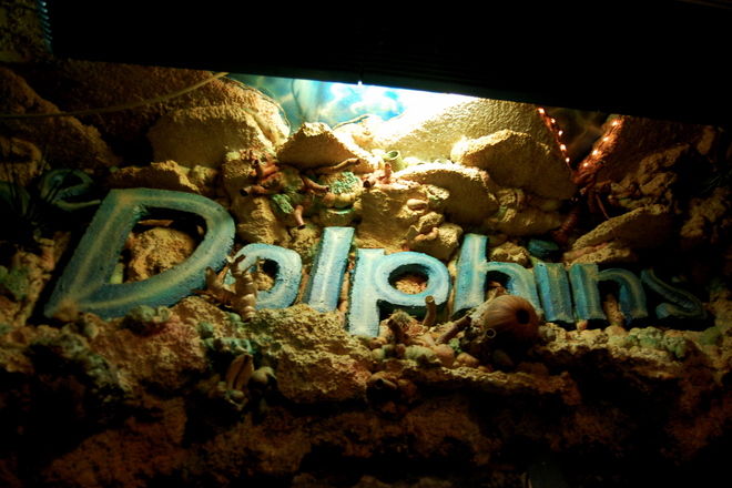 Photo of The Dolphins